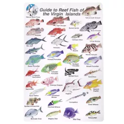 GUIDE TO REEF FISH OF THE VIRGIN ISLANDS