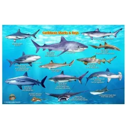 CARIBBEAN SHARK & RAYS I.D. CARD