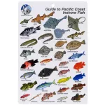 GUIDE TO PACIFIC COAST INSHORE FISH I.D. CARD