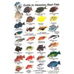 GUIDE TO HAWAIIAN REEF FISH I.D. CARD