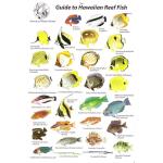 GUIDE TO HAWAIIAN REEF FISH I.D. CARD