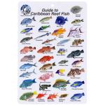 MINI GUIDE TO CARIBBEAN REEF FISH I.D. CARD