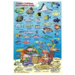 MINI CARIBBEAN REEF CREATURES GUIDE