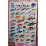 GUIDE TO REEF FISH OF BAHAMAS I.D. CARD