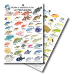 GUIDE TO REEF FISH OF CAYMAN ISLANDS