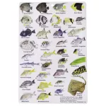 GUIDE TO REEF FISH OF THE VIRGIN ISLANDS 