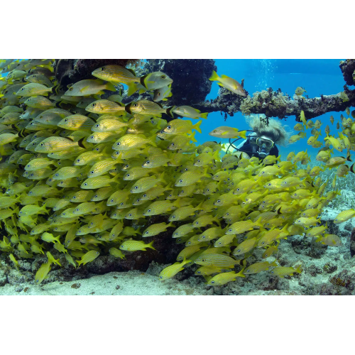 PADI Open Water Diver