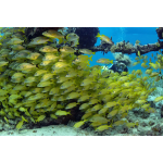 PADI Open Water Diver