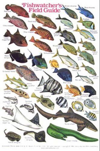 FISHWATCHERS FIELD GUIDE - ID CARD