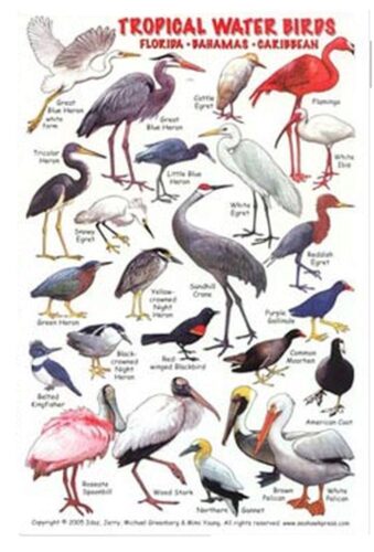 TROPICAL WATER BIRDS - ID CARD