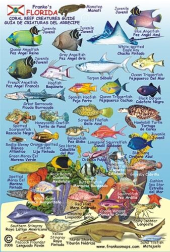 FLORIDA REEF CREATURES - MINI ID CARD