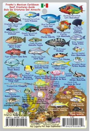 MEXICAN CARIBBEAN REEF CREATURES - ID CARD