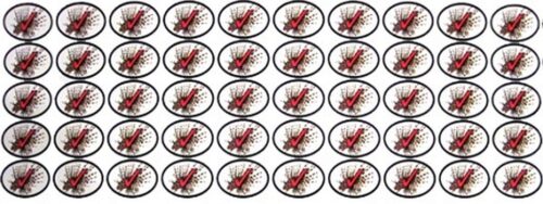 LION FISH KILL STICKERS