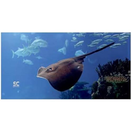 SM MICRO FIBER TOWEL RAY