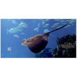 SM MICRO FIBER TOWEL RAY