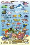 FLORIDA REEF CREATURES - MINI ID CARD