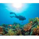 Peak Performance Buoyancy Diver eLearning (includes Processing fe