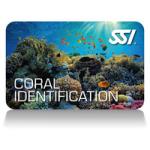 2 Specialty Dive Kit Bundle - Digital Material Only