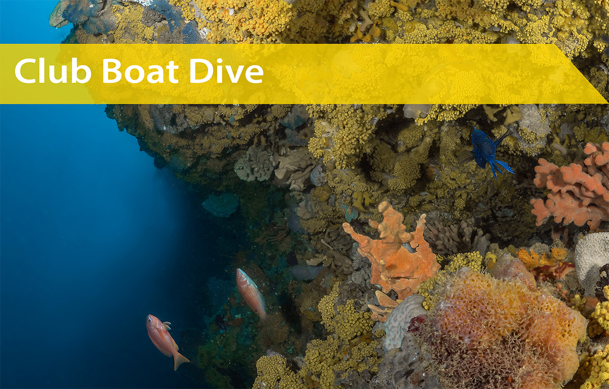 Boat Dive | Hanging Gardens | 5-10-25