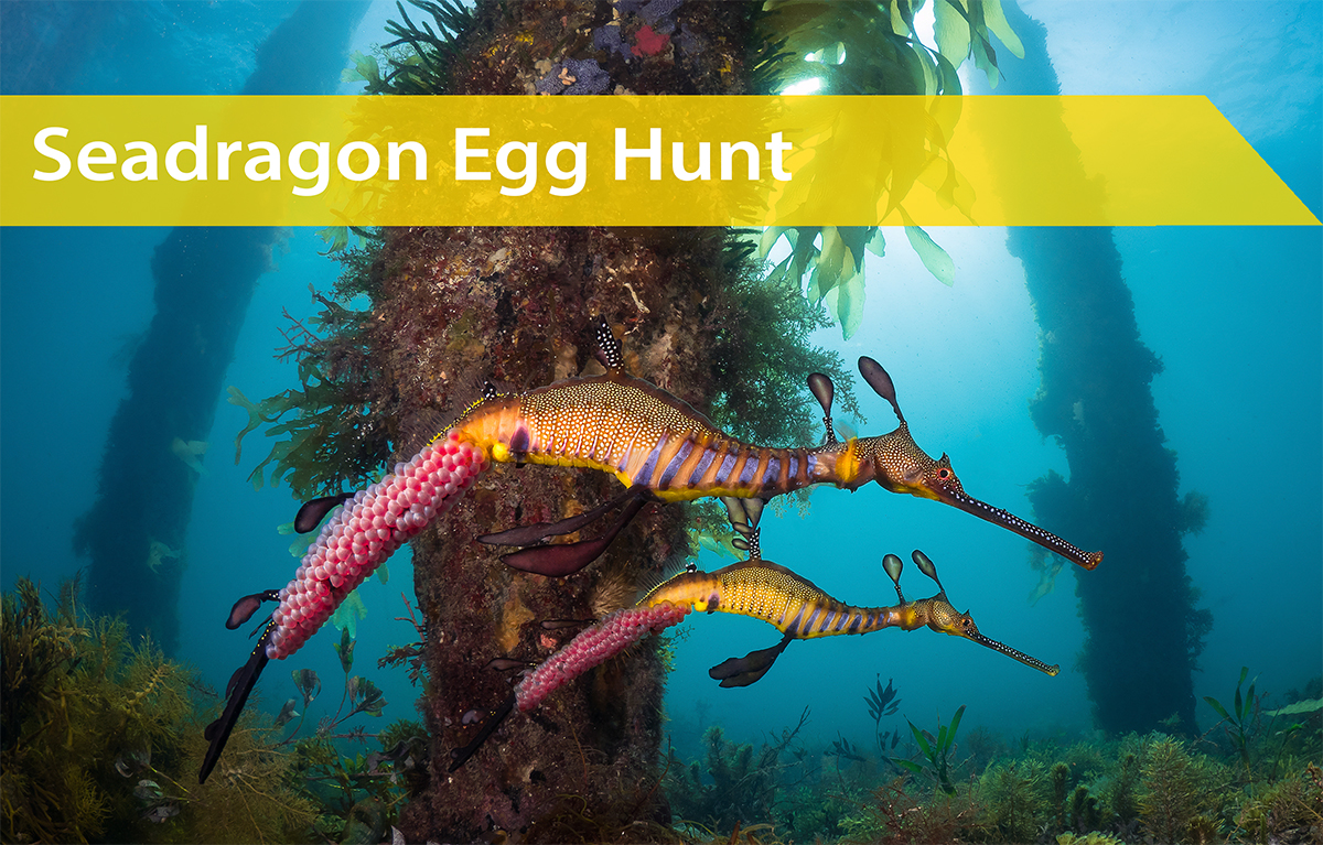 Seadragon Egg Hunt | Sunday 12th October