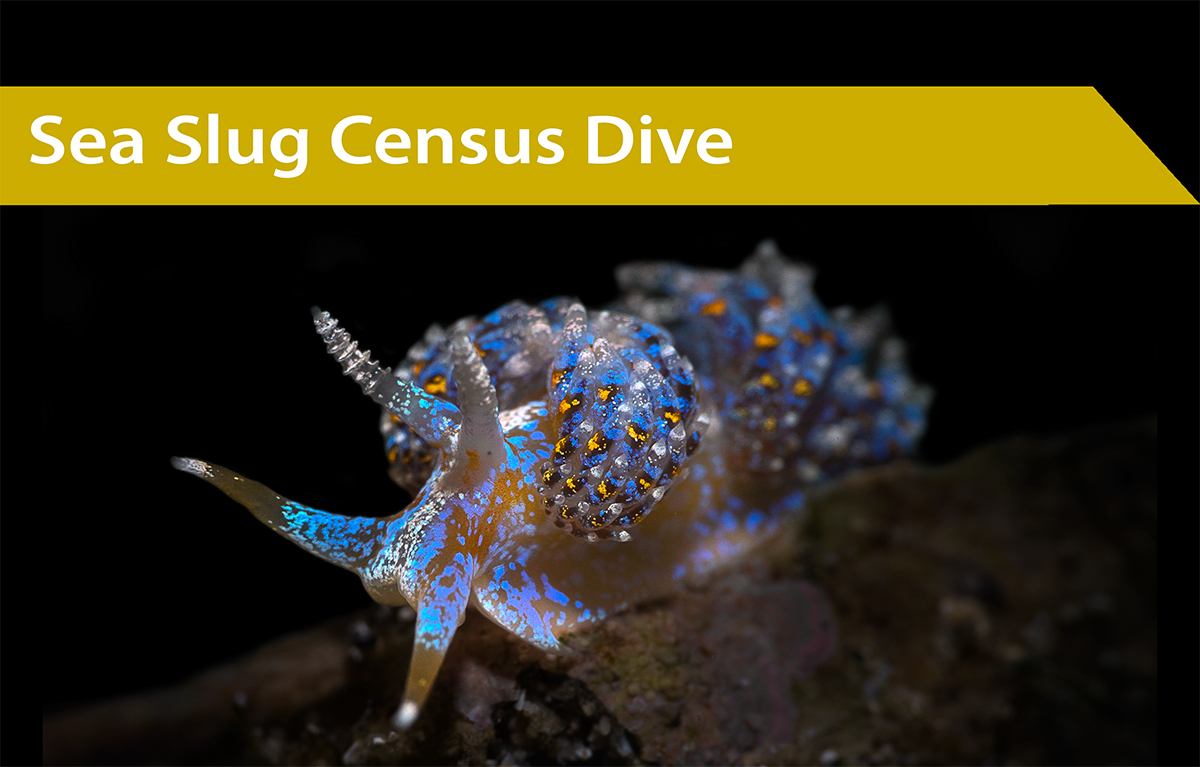Friday 10th October | Sea Slug Census Night Dive
