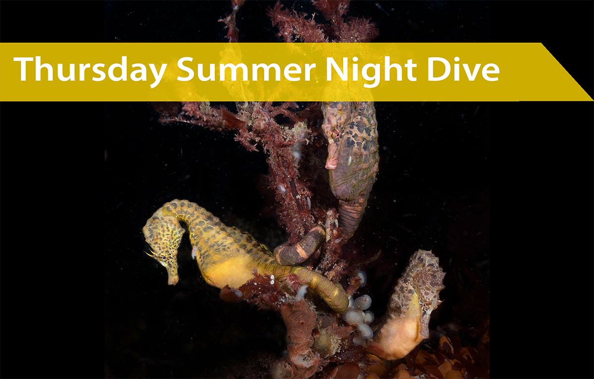 Thursday 16th October | Night Dive