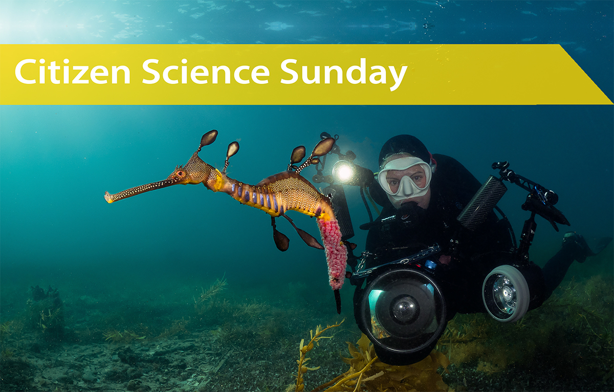 Sunday 26th October | Citizen Science Sunday