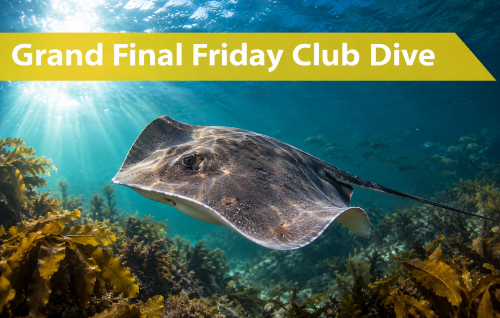 Friday 25th of September | Friday Morning Dive