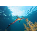 Polaris: Male Weedy Seadragon