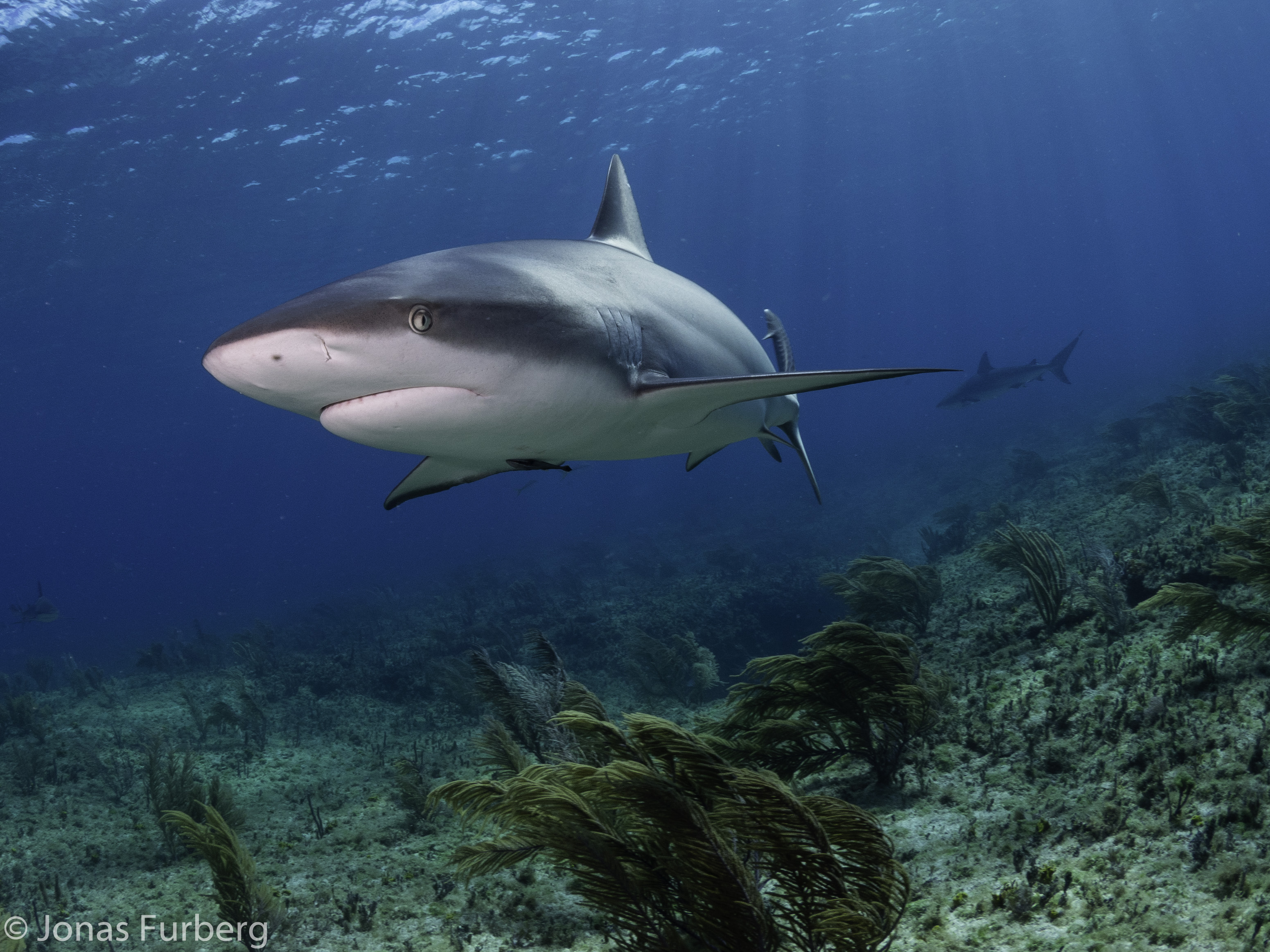 Shark & Ray Conservation + Citizen Science Diver10012026