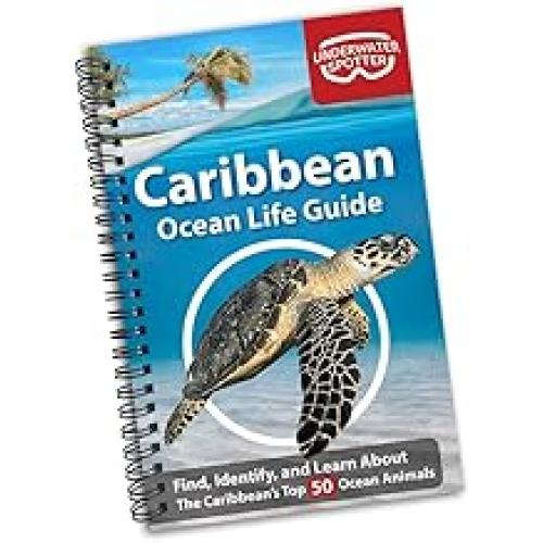 Caribbean Ocean Life Guide