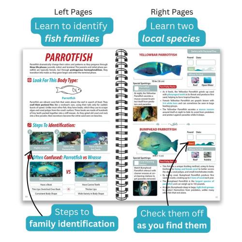South Pacific Ocean Life Guide