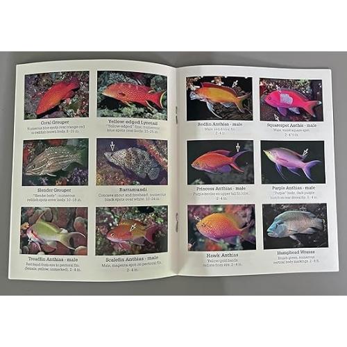 Reef Fish-In-A Pocket Tropical Pacific