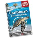 Caribbean Ocean Life Guide