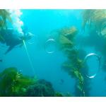 Torid pulse air ring gun Torid pulse air ring gun