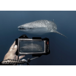 DIVEVOLK SeaTouch 4 Max Plus