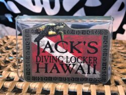 JDL Sea Turtle Sticker