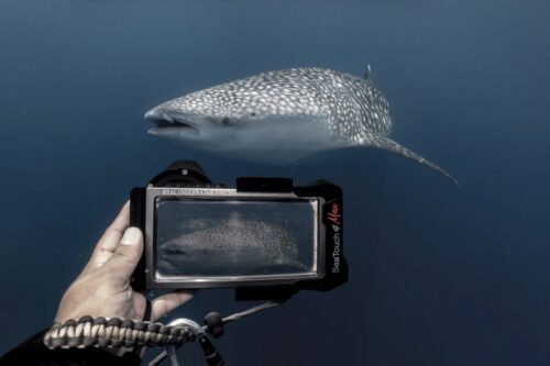 SeaTouch 4 Max Underwater Phone Housing Divevolk