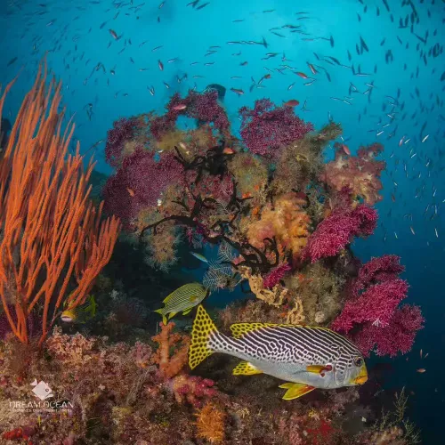 DIVEVOLK SeaTouch 4 Max Plus camera housing Almighty SL50 Kit