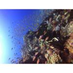 DIVEVOLK SeaTouch 4 Max Plus camera housing Videography Kit