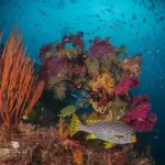 DIVEVOLK SeaTouch 4 Max Plus camera housing Almighty SL50 Kit