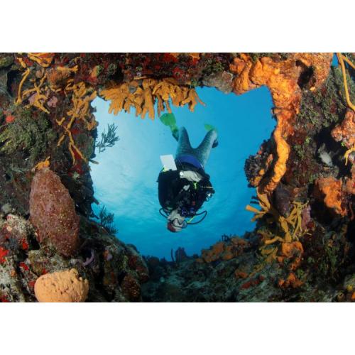 PADI Advanced Open Water & Nitrox Course PADI eLearning Included $725.00 - $350.00 Deposit Only