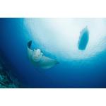 PADI Advanced Open Water & Nitrox Course PADI eLearning Included $725.00 - $350.00 Deposit Only