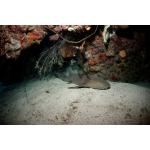 PADI Advanced Open Water & Nitrox Course PADI eLearning Included $725.00 - $350.00 Deposit Only