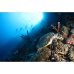 PADI Advanced Open Water & Nitrox Course PADI eLearning Included $725.00 - $350.00 Deposit Only