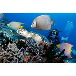PADI Advanced Open Water & Nitrox Course PADI eLearning Included $725.00 - $350.00 Deposit Only