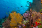 PADI Open Water & Advanced Open Water Course