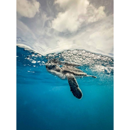 6/15cm SportDiver Wide Angle Dome Lens