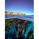 6/15cm SportDiver Wide Angle Dome Lens