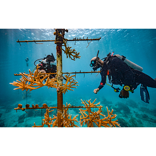 Coral Reef Conservation